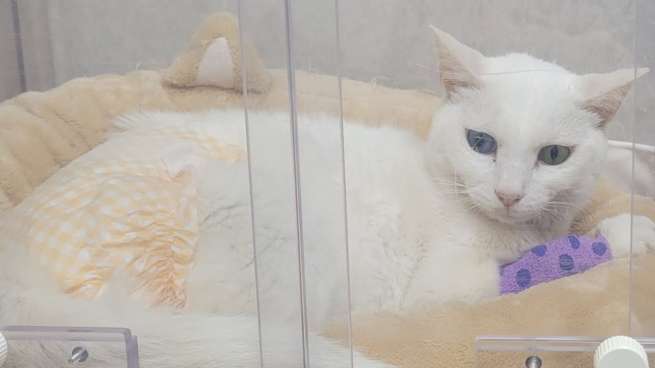 【猫の拡張型心筋症…🐱愛護センターから電話…？】Smile to Heart 【譲渡型保護猫カフェ】ねこまる がライブ配信中！