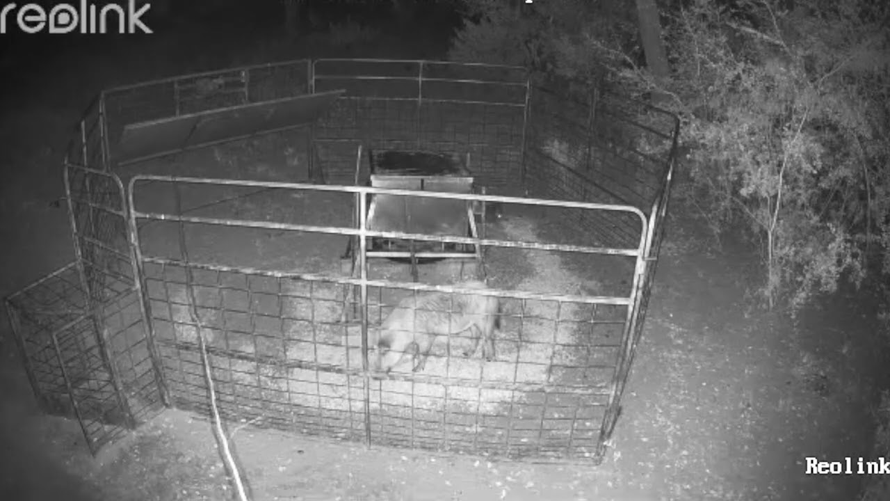 11 more South Texas wild hogs 🐗trapped using cellular activated hog traps. 2 more big BOARS caught