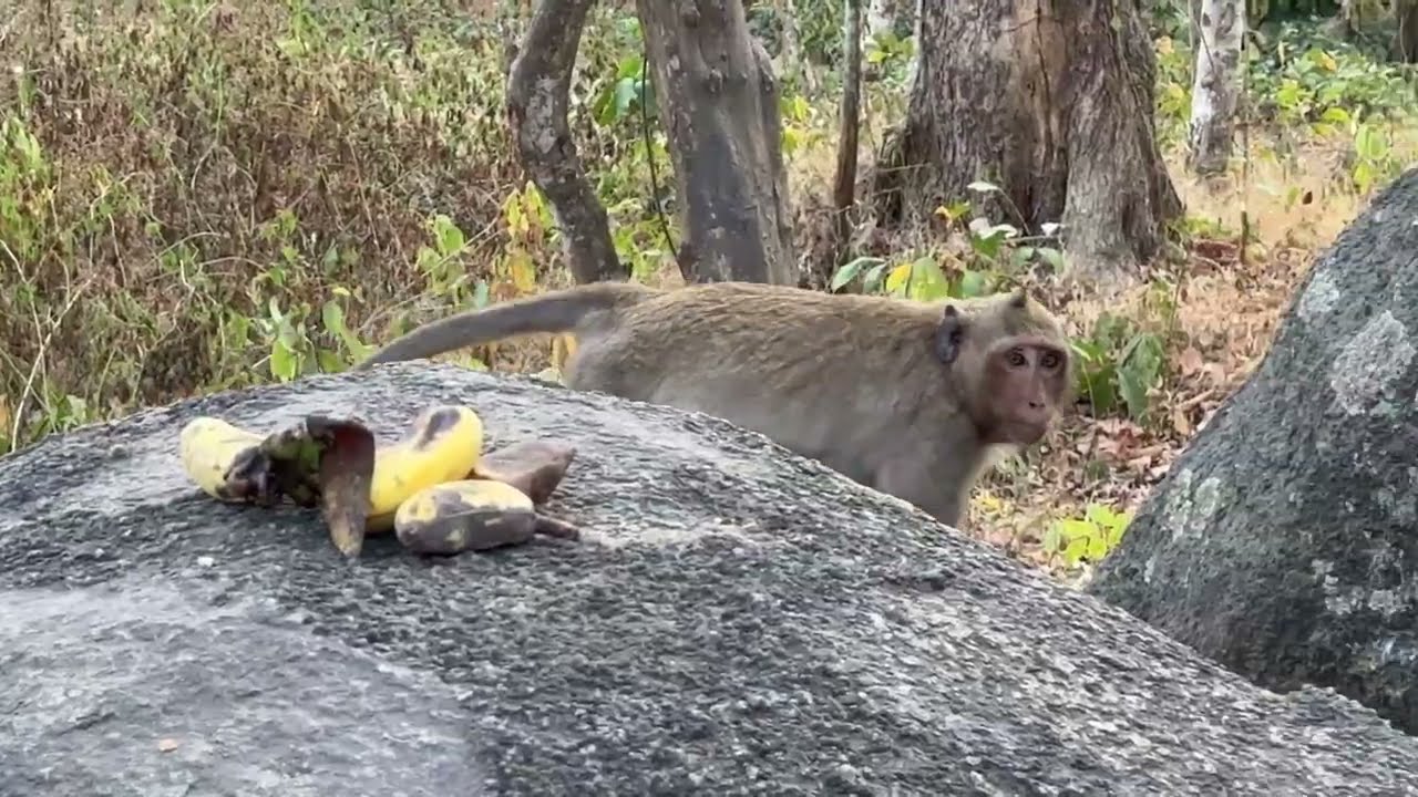 The monkeys in the Tamao mountain forest are very noisy