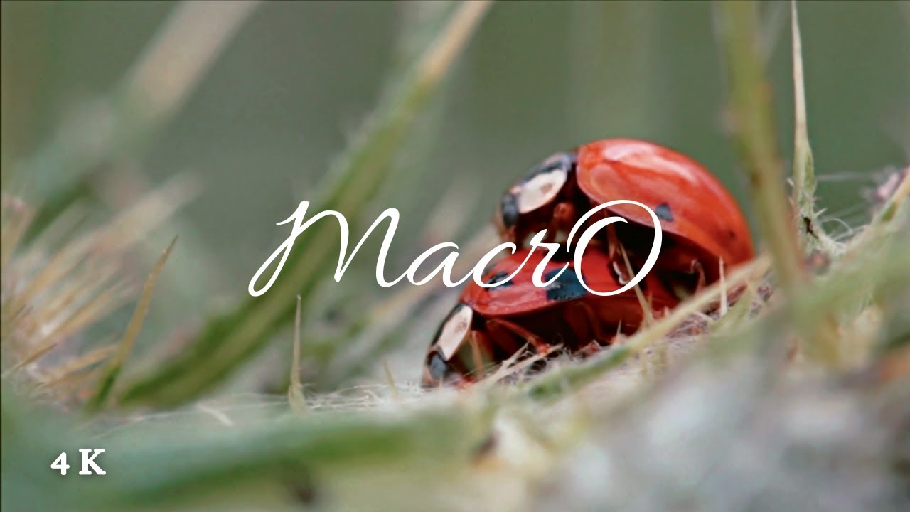 Macro World 4K | Nature | Relaxation peaceful music | The Strings of Nature