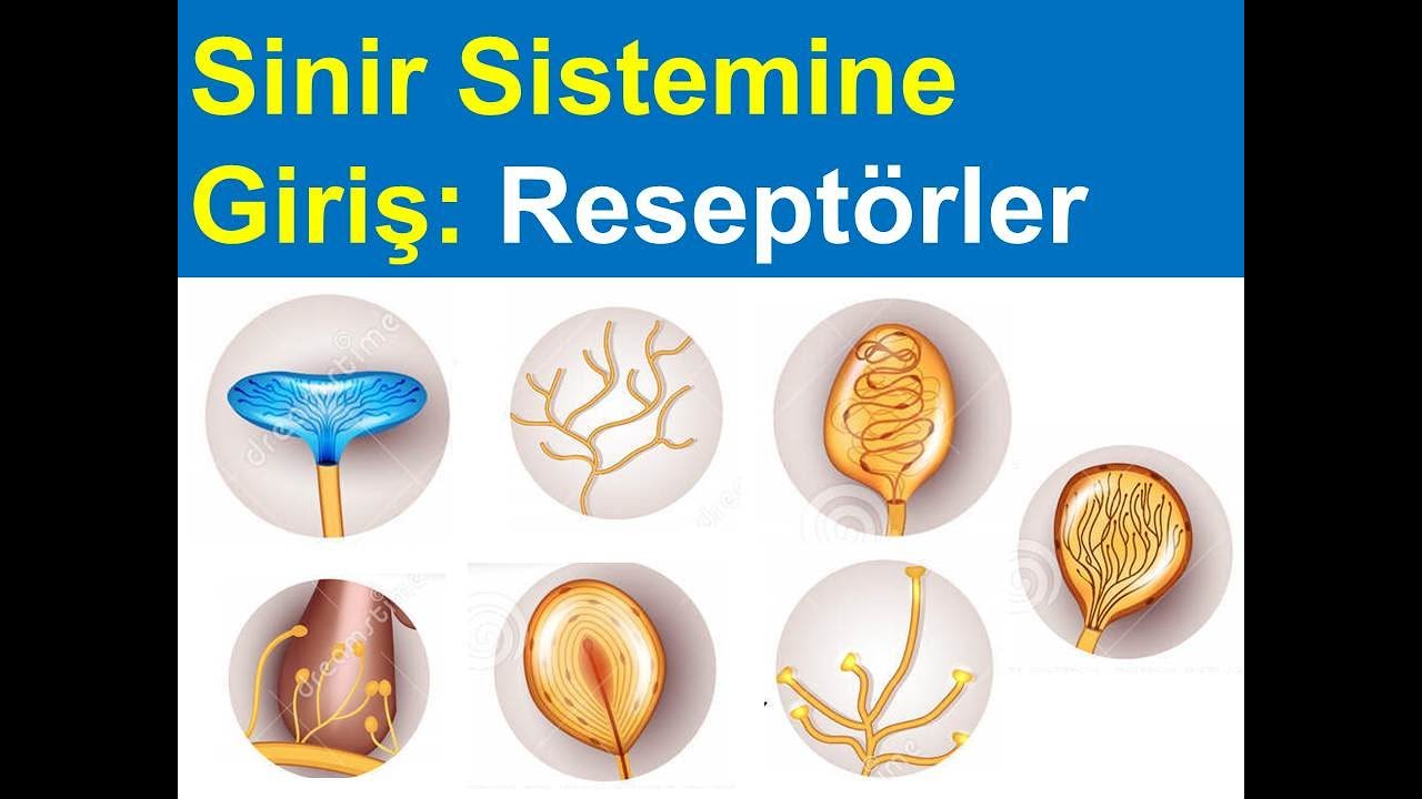 Sinir Sistemine Giriş:  Reseptörler (Eksteroseptör, İnteroseptör, Proprioseptör) YAYDAR