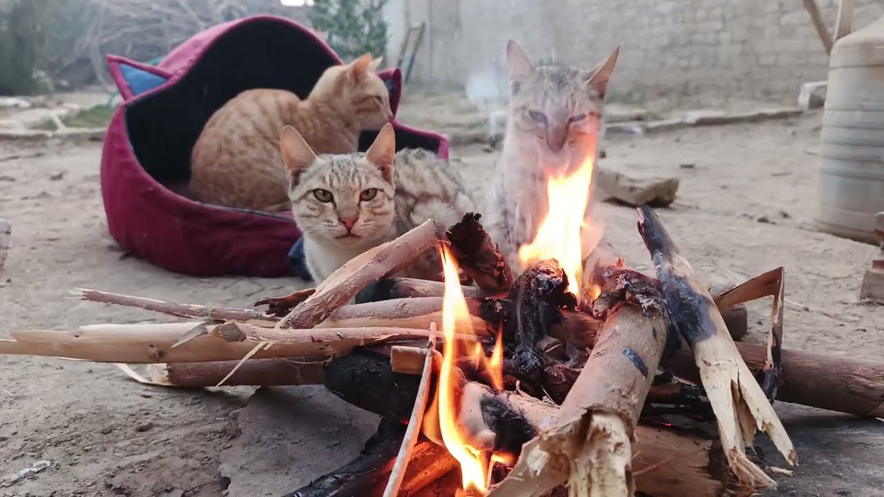 Wildlife cats in village.. Subscribe and share channl 