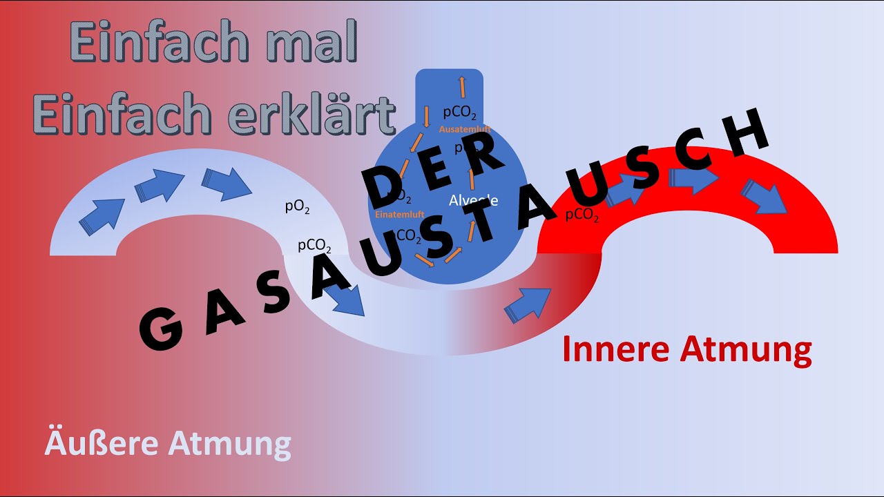 Einfach erkl&auml;rt: Der Gasaustausch (&auml;u&szlig;ere und innere Atmung)