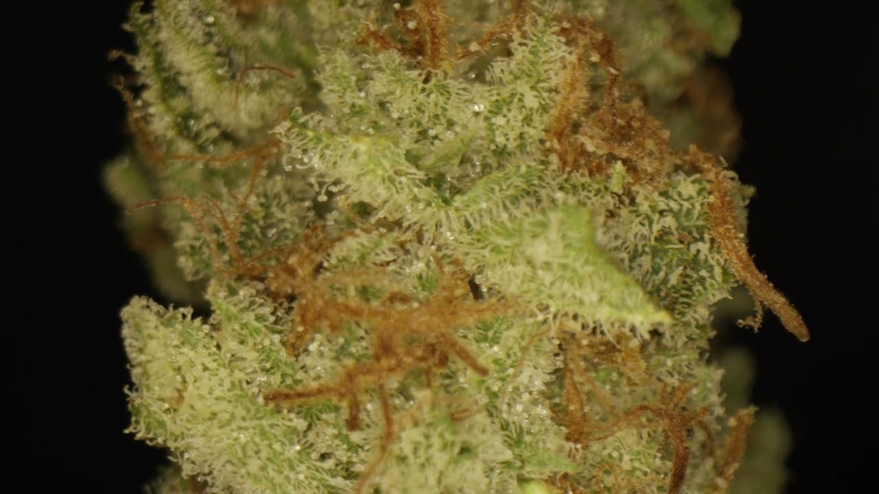 Headband X Sour D