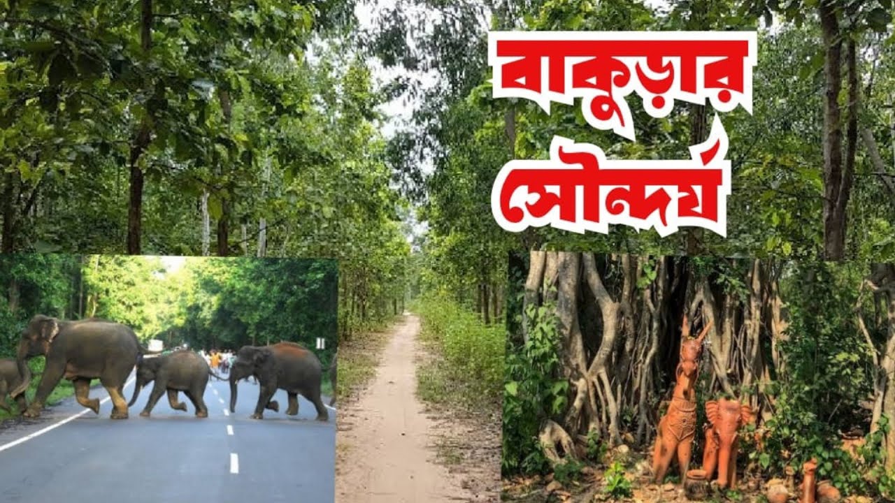 Bankura Simlapal Forest | Simlapal Forest Road