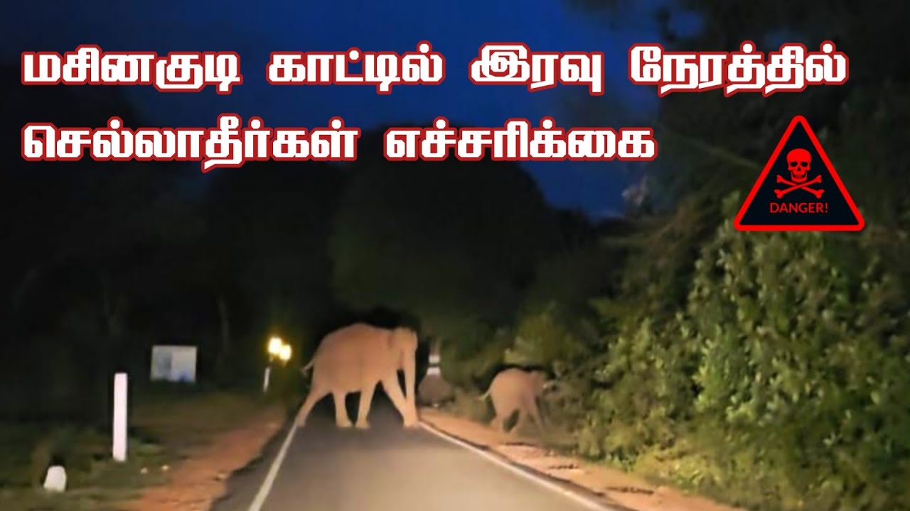 🔥🔥🔥 Shocking Elephant with Calf Road Crossing in Masinagudi Forest | Sylvan Lodge | Jolly Trip