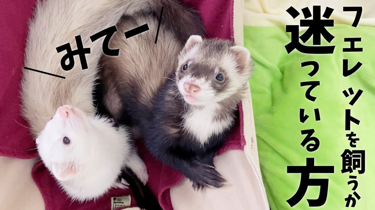 フェレットを飼おうか迷っている方へ贈る動画！抱っこ寝【飼育方法】