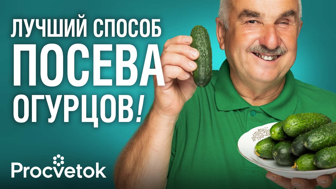 СОБИРАЮ 500 КГ ОГУРЦОВ ЗА СЕЗОН ПРИ ТАКОМ СПОСОБЕ ПОСЕВА! Агроном рассказал, что любят огурцы