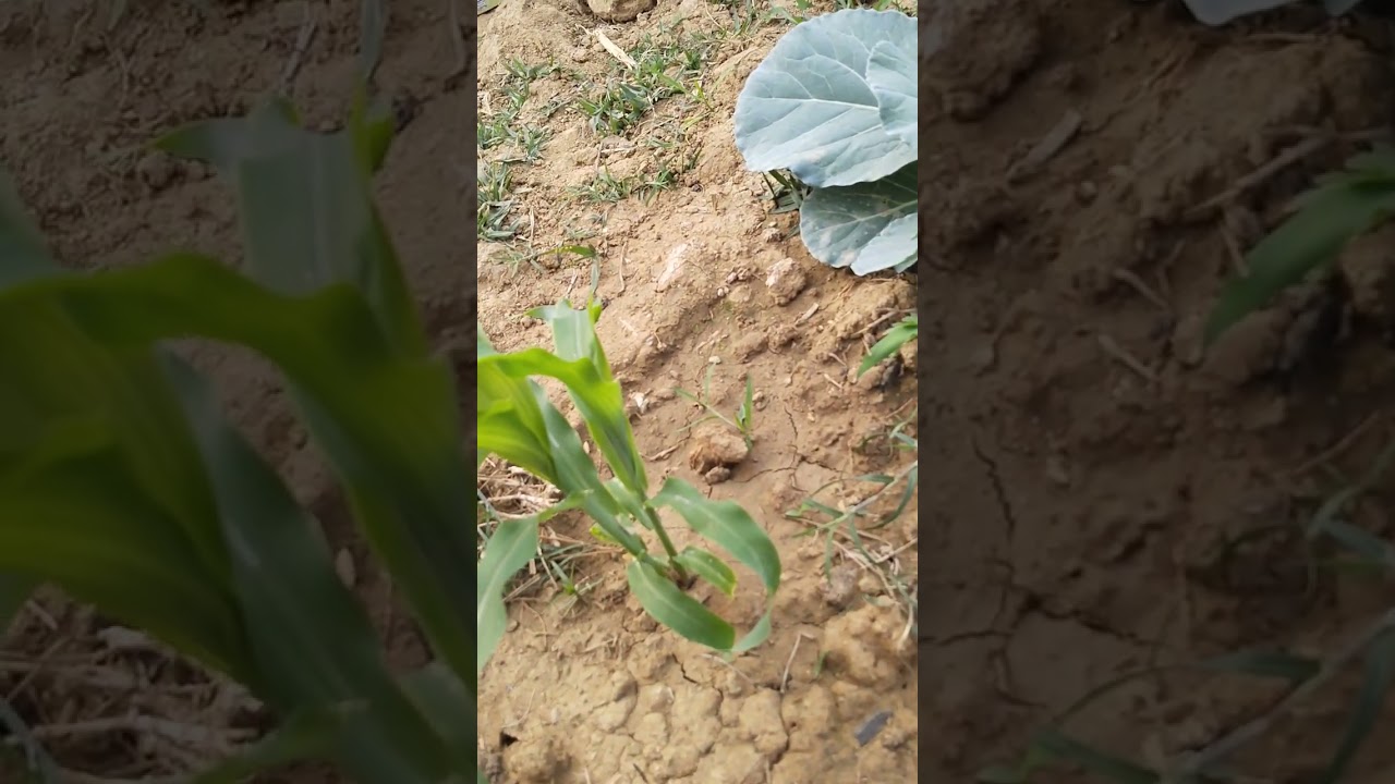 #gharoi fhasala @biswal family # vegetables 