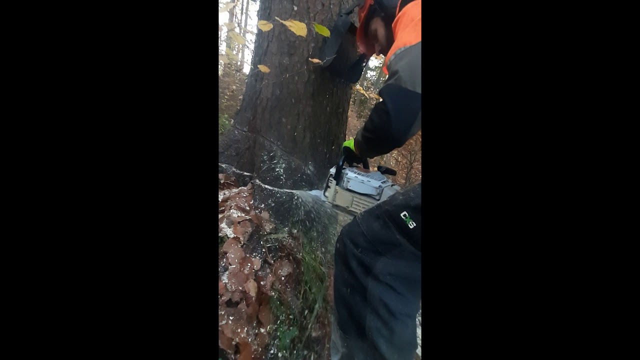 Těžba dřeva/wood cutting (STIHL MS 462) 1-2020