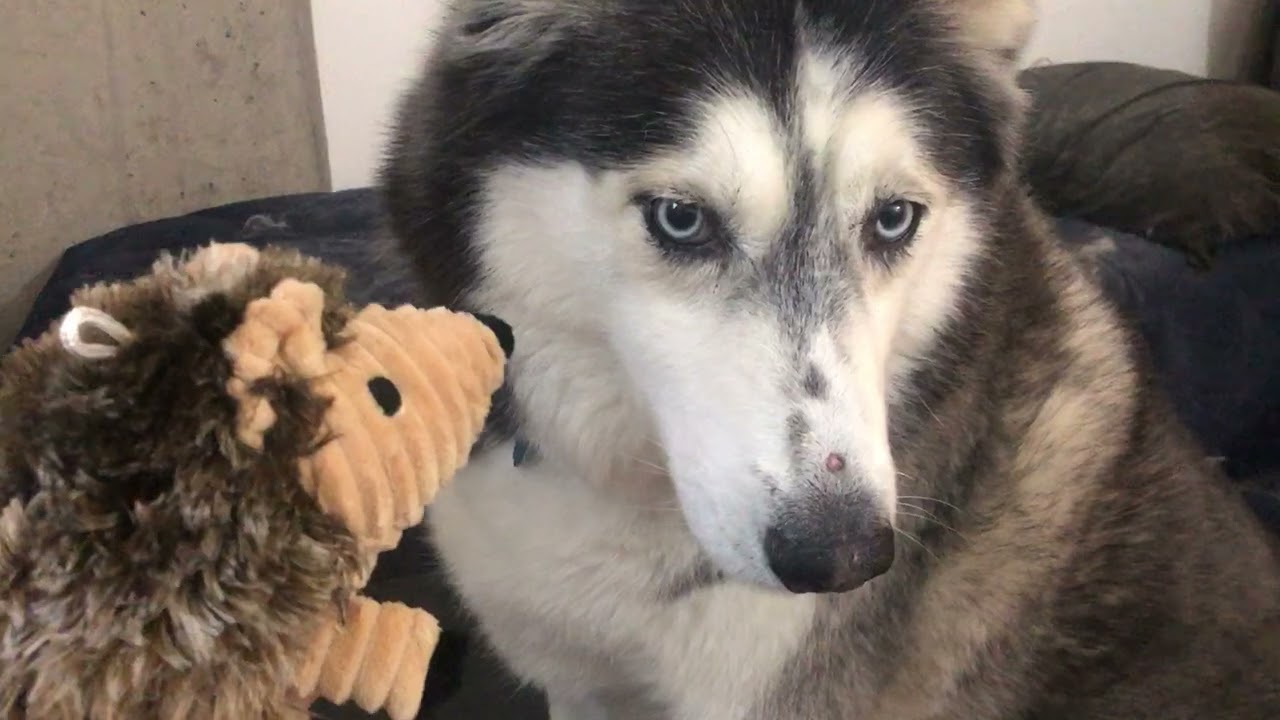 New toy (porcupine) for my Goodest Boy!