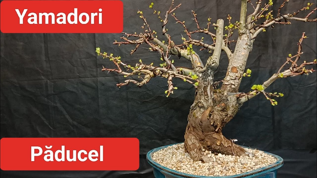 Bonsai păducel (crataegus)