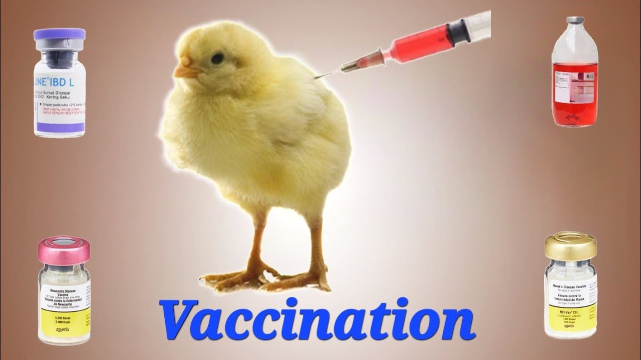Desi Poultry Vaccination