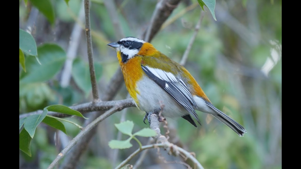 Birding in Cuba, January 2017: Part 3 - La Belen & Cayo Coco