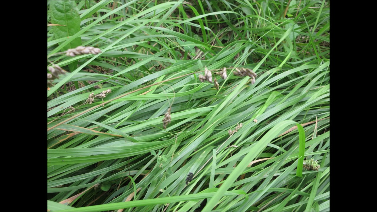 Sweetgrass Song Sweet Grass July 2021
