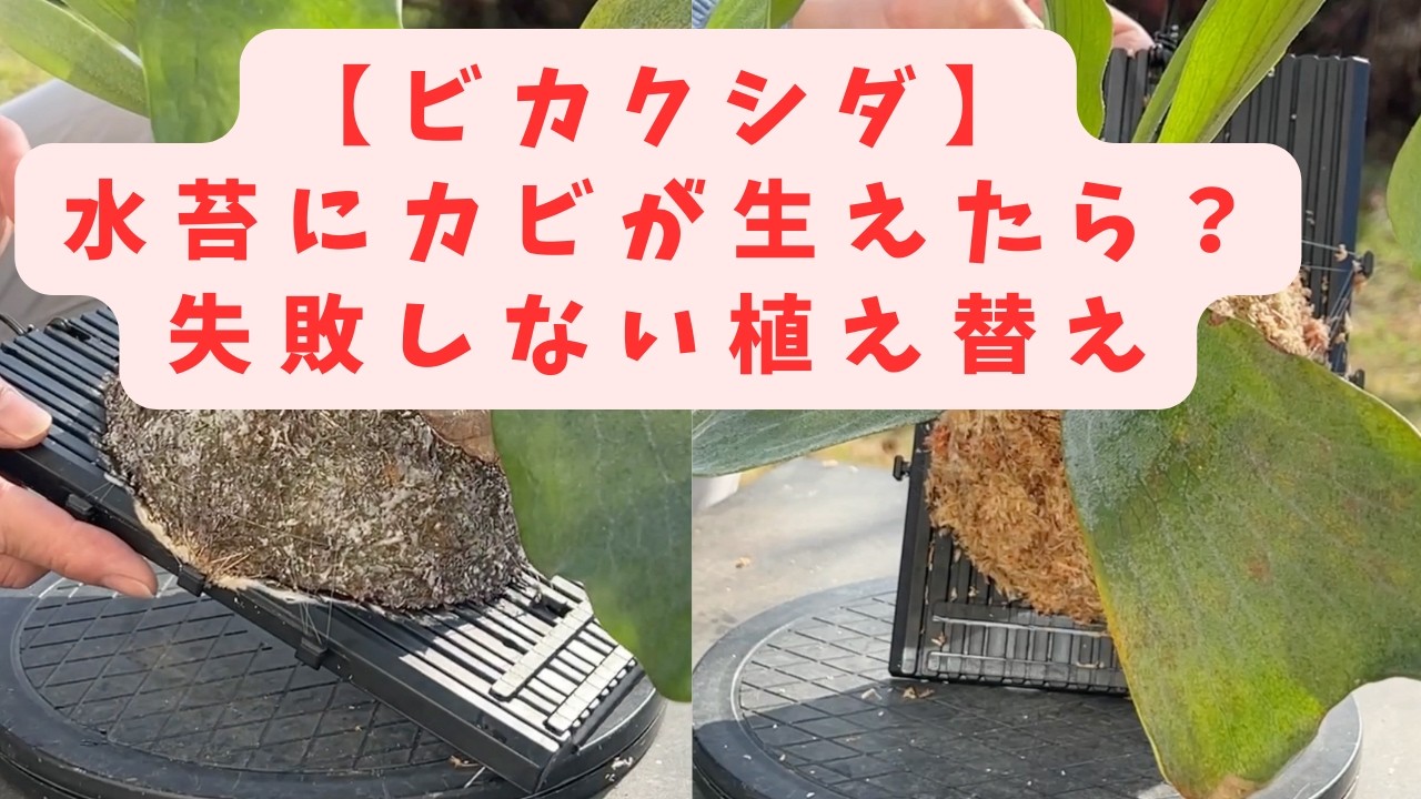 【ビカクシダ】水苔にカビが生えたら？失敗しない植え替え