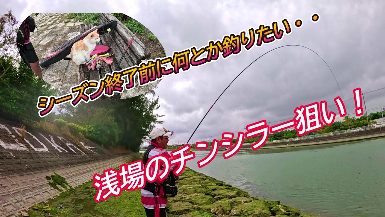 浅場のチンシラー(白チヌ)狙い！【沖縄釣り】