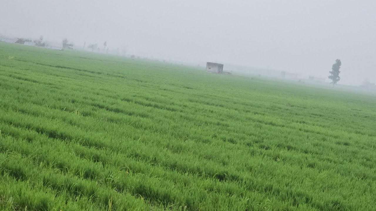 87 Acre land 8 borewell 5 sollar pump for sale in District Gurdaspur @ 16 LPA 8284905110,9316167007