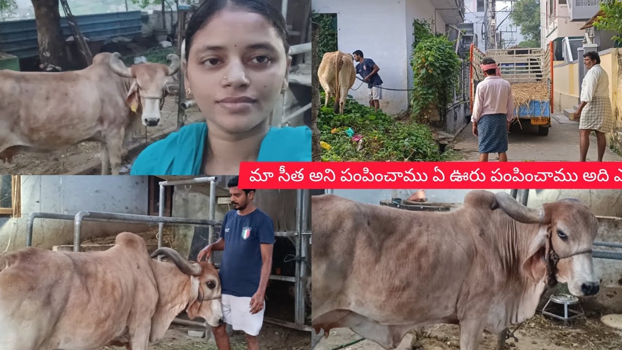 మా సీత అని పంపించాము ఏ ఊరు పంపించాము అది ఎలా వెళ్ళిందో ఫుల్ వీడియో 