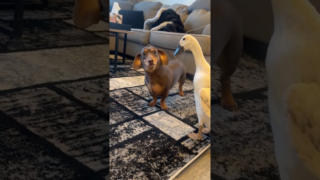 My dog doesn&rsquo;t talk,only judges