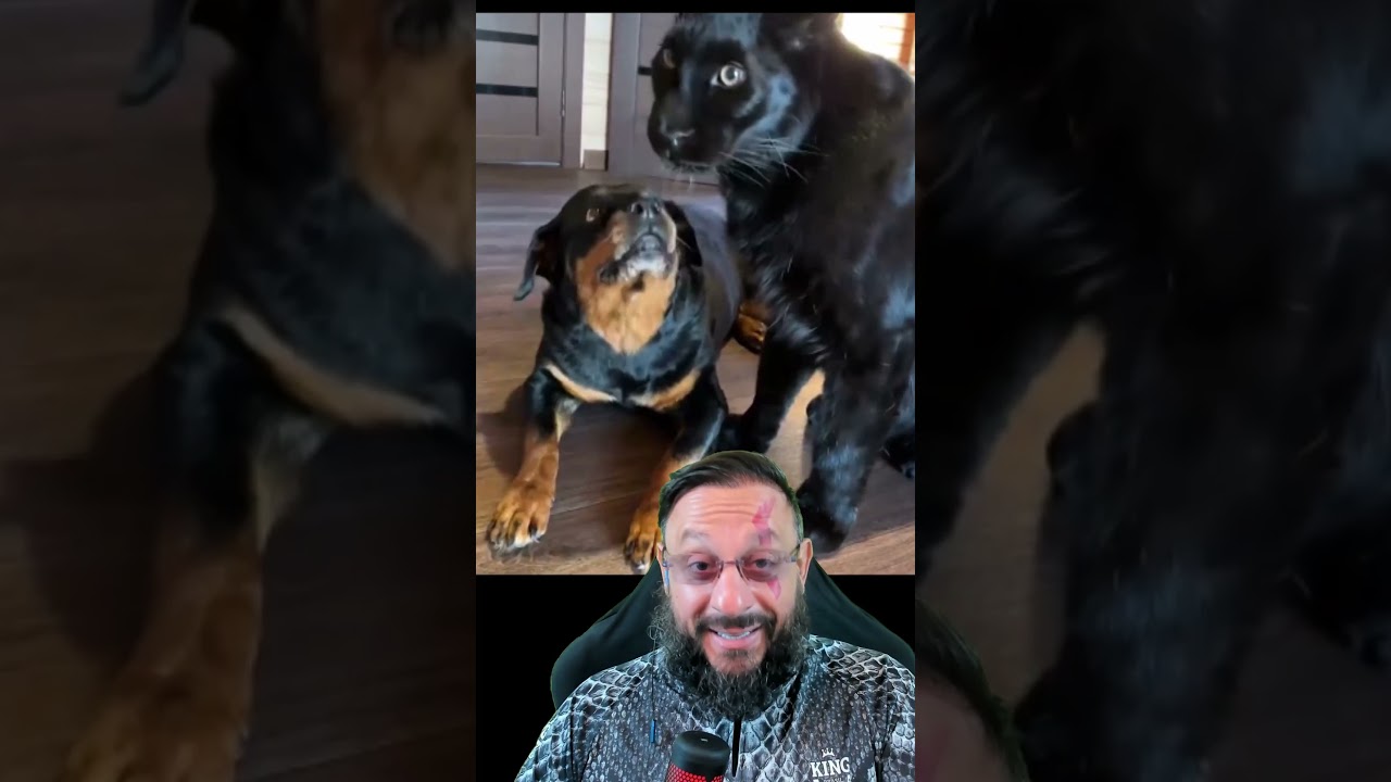 Pantera sentiu o gostinho do cachorro? #biologohenrique #animais #bichoesperto #biologo