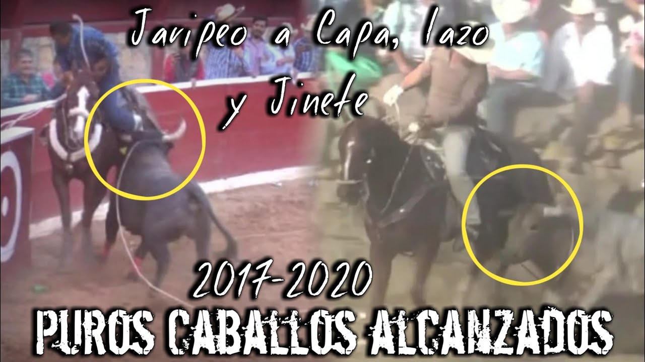 Especial De Toros Bravos Busca Caballos !!!