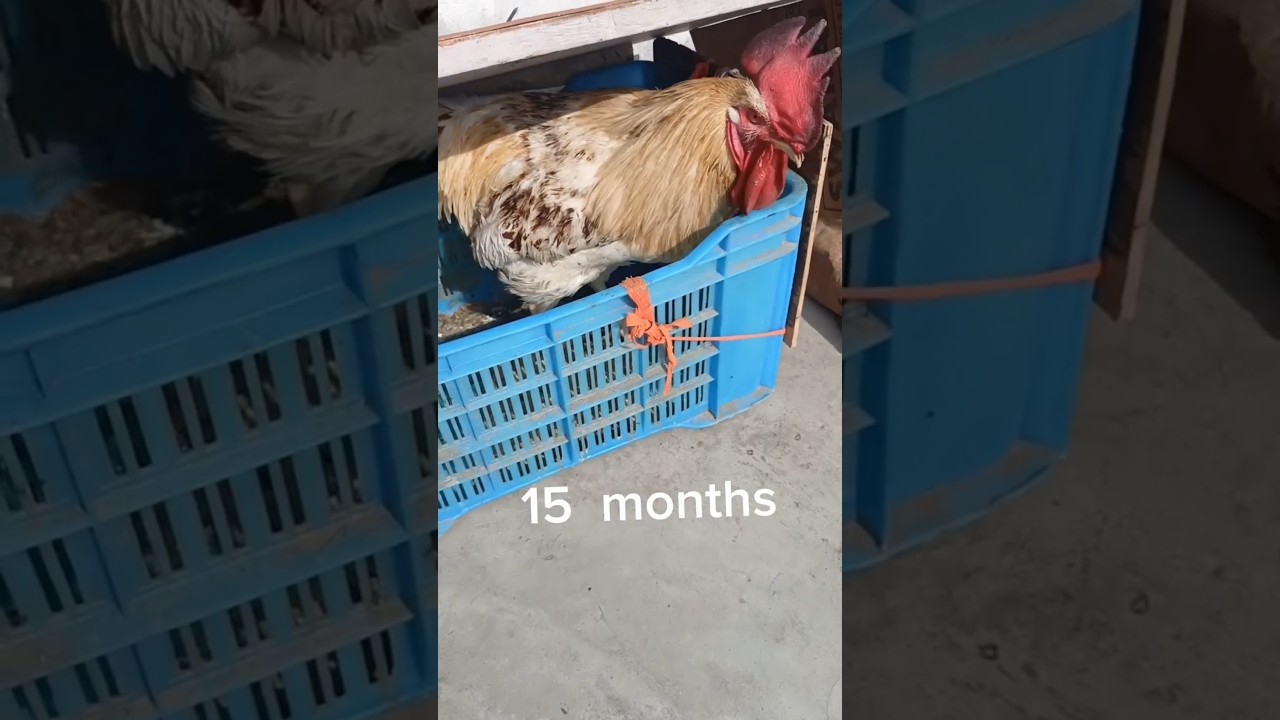 dehati murga 🐓 video before and after👿👿🔥