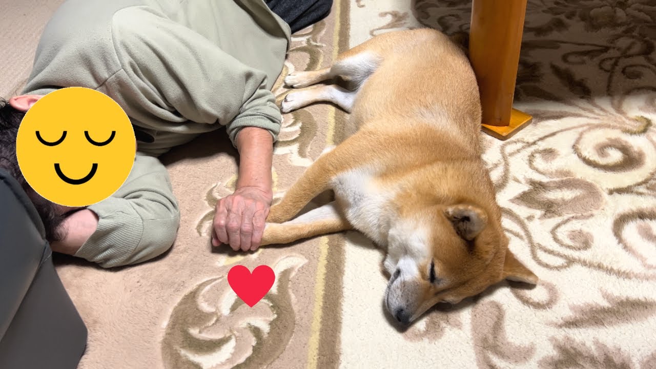 ばあちゃんに柴犬を預けたらこうなってましたw