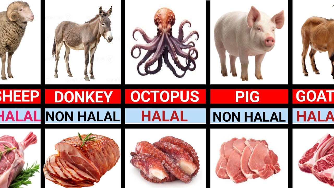 Halal and Haram Animals and Their Meat: What Muslims Can Eat and Can&rsquo;t Eat 🕌🐄Updated info 2025