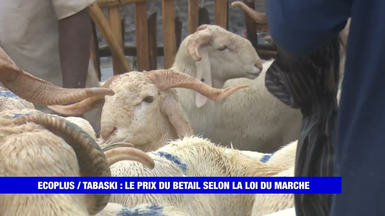 Célébration de la Tabaski : le prix du bétail se négocie selon la loi du marché (Dossier Eco Plus)