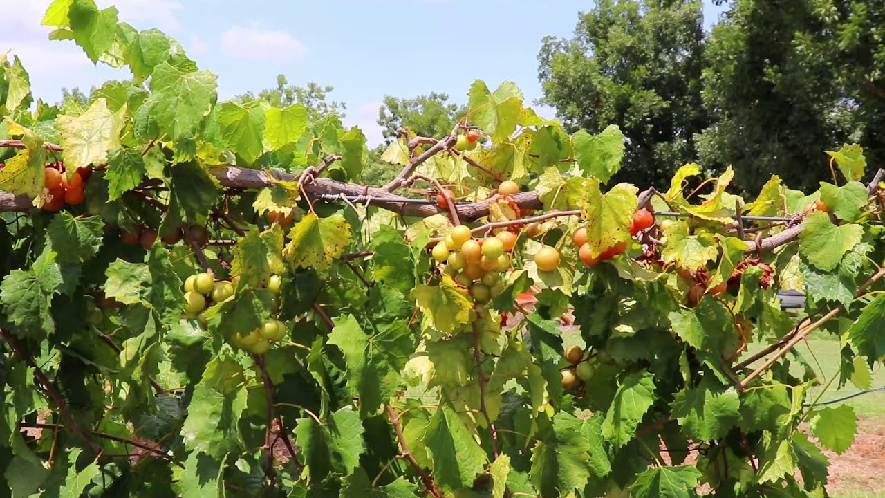 Scuppernong Muscadine