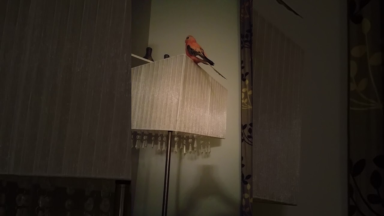 Bourke parrots singing/perruche de Bourke imite