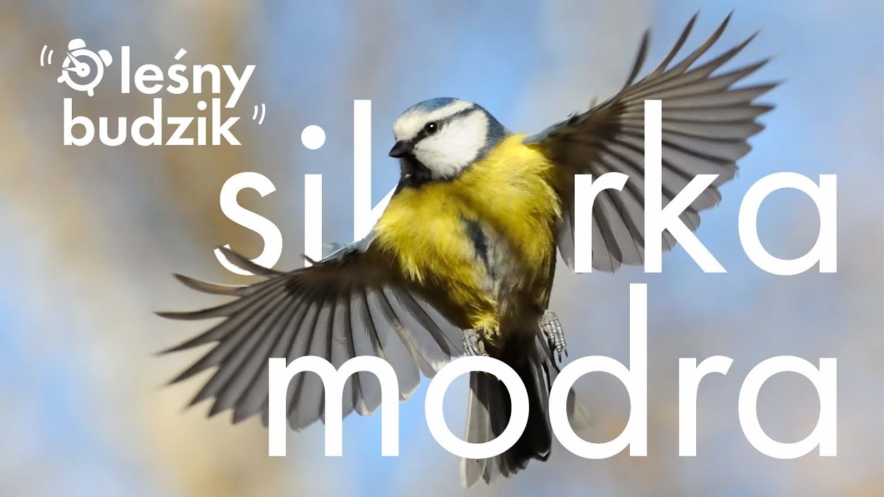 Leśny Budzik - Sikorka modra
