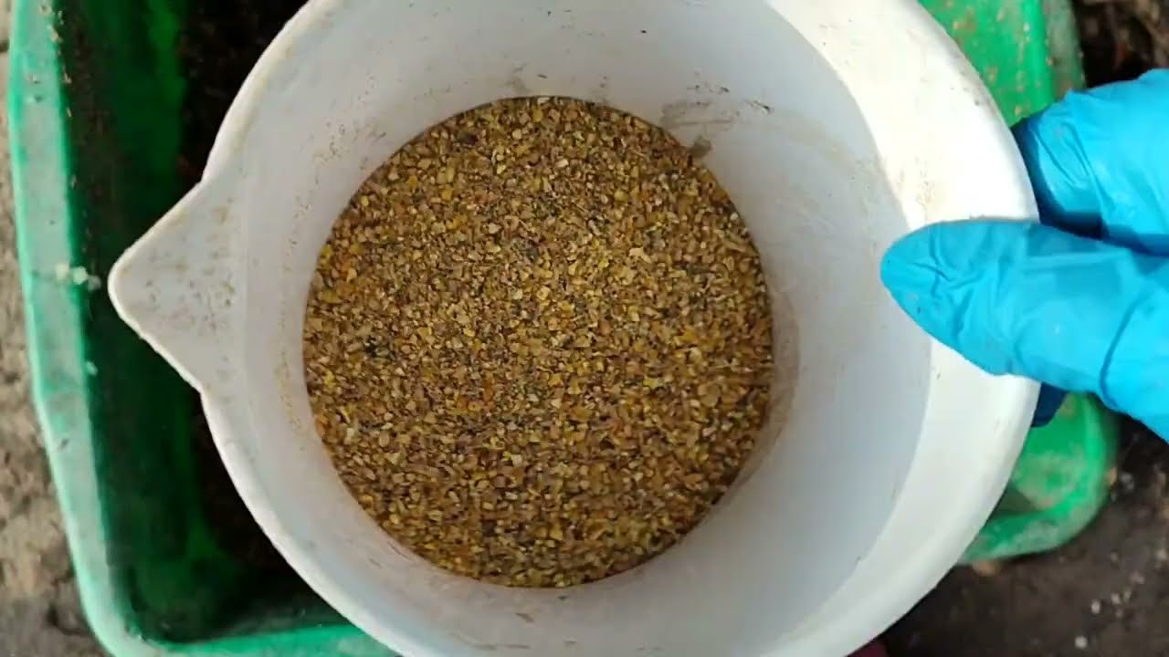 РЫБИЙ ЖИР+ТУНЕЦ И МОРКОВЬ КУРОЧКАМ 📌СБОР ЯИЦ🥚НОЧНАЯ ПРОВЕРКА ,ГДЕ СПЯТ КУРЫ🧐
