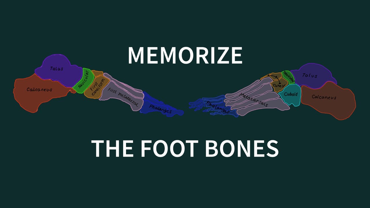 Memorize the Foot Bones with a Mnemonic Story