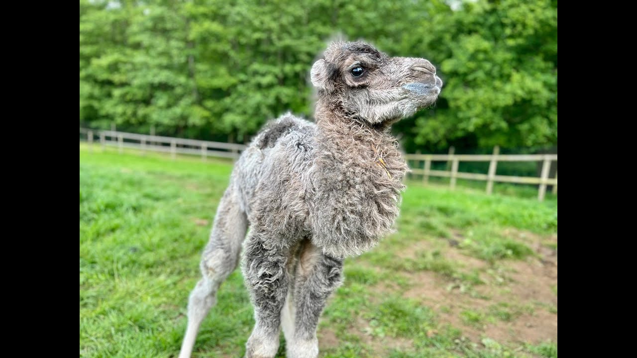 Exciting News of our Camel Calf 🐫