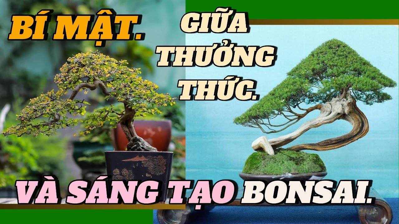 Nghệ Thuật Bonsai: Sự Giao Thoa Giữa Thưởng Thức Và Sáng Tạo – Hành Trình Từ Cảm Nhận Đến Kiệt Tác