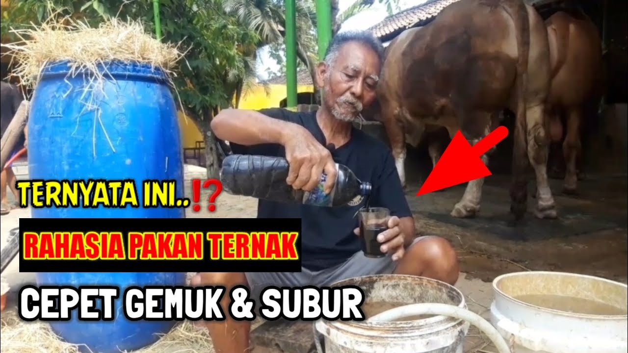 Rahasia membuat makanan kambing fermentasi agar cepat gemuk dan subur by.pak budi | sapi lemoo