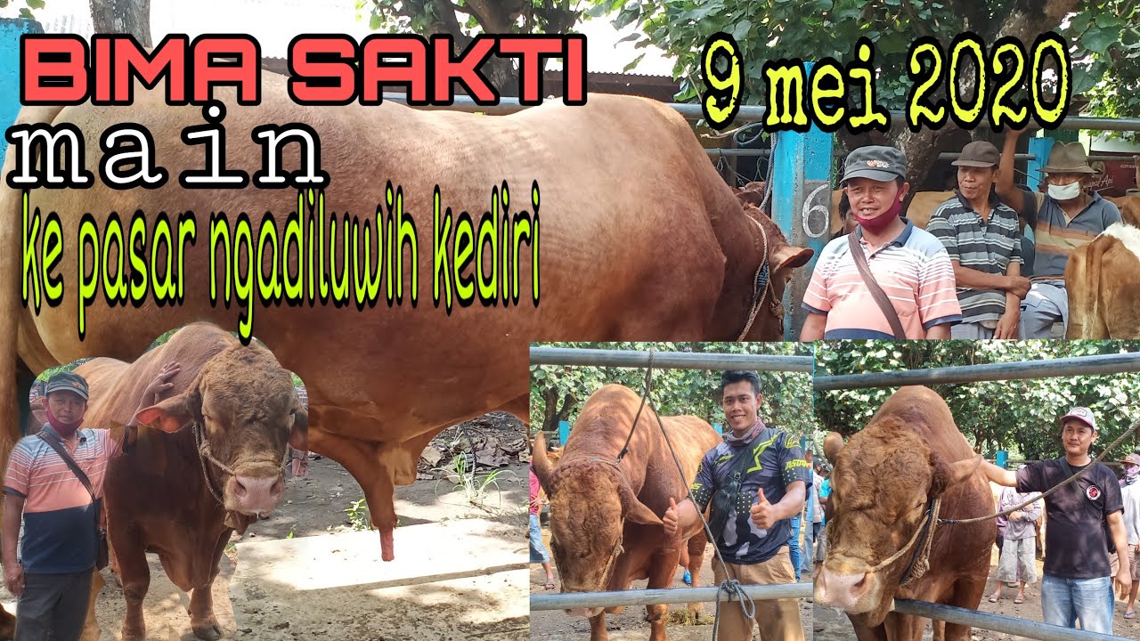 BIMA SAKTI SAPI TERBESAR D INDONESIA JALAN