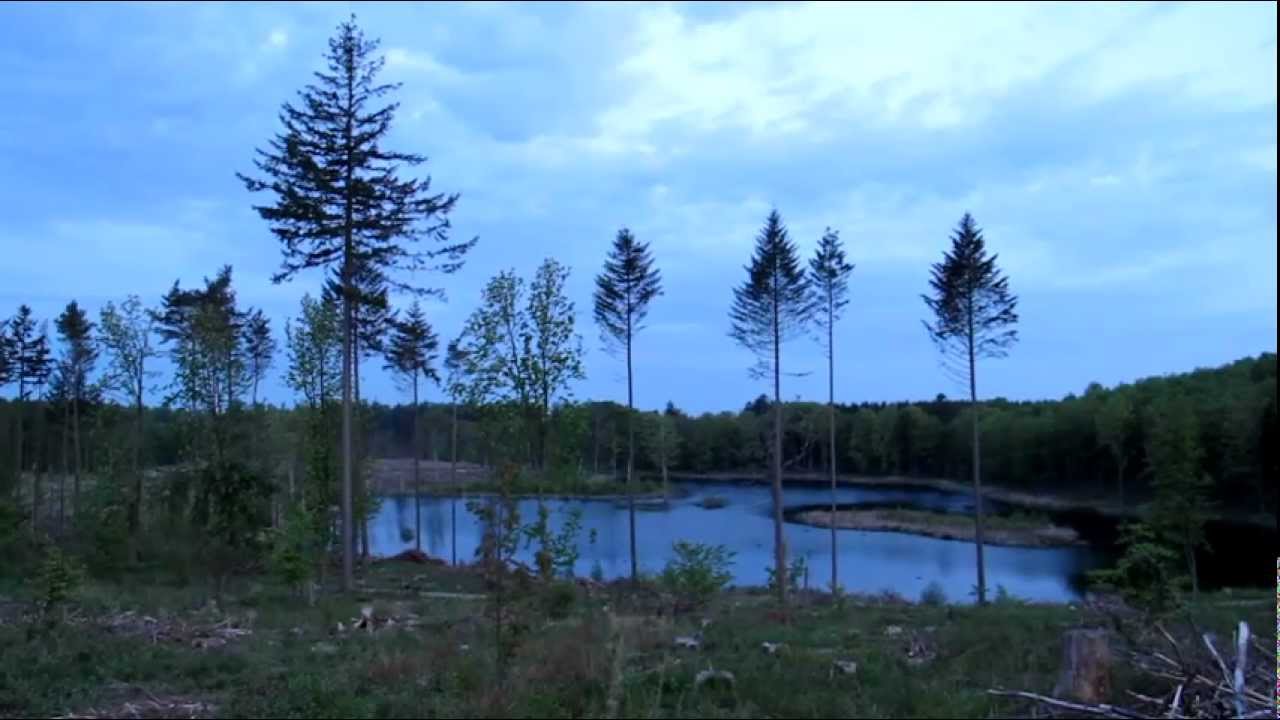 Rude Skov vågner fra natten