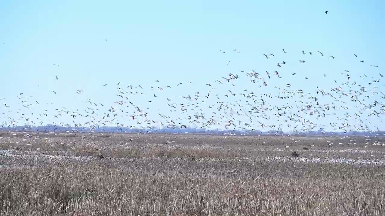 Snow geese close to shore, Loess Bluffs National Wildlife Refuge, Mound City, Missouri.