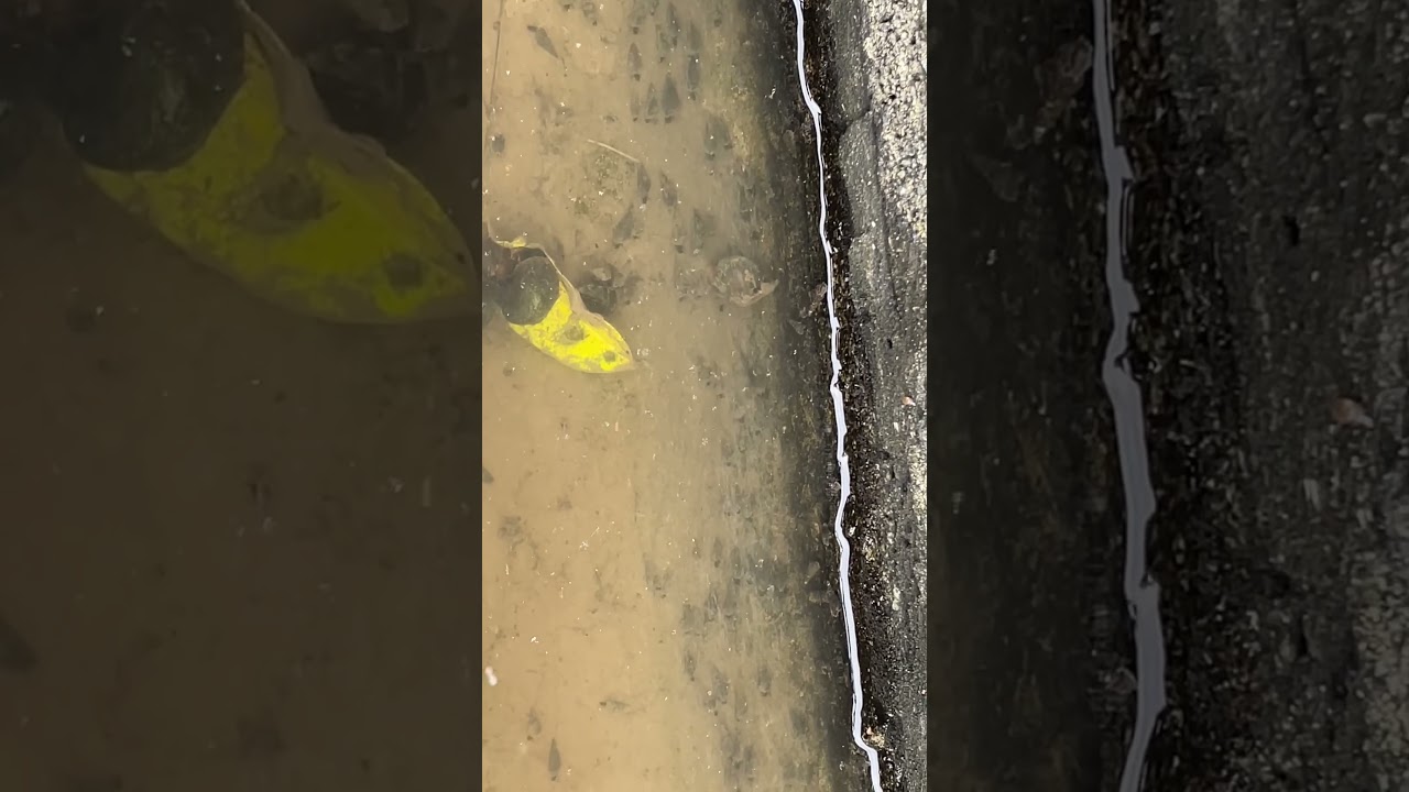 Cold snail migration