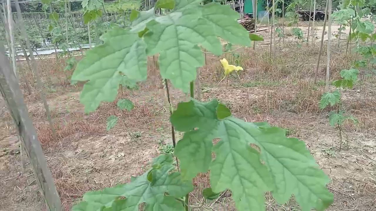 melihat perkembangan tanaman pare