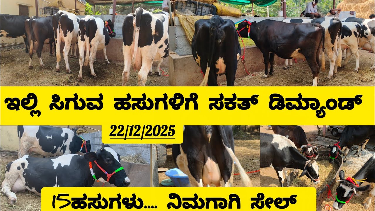 ಇಲ್ಲಿ ಸಿಗುವ ಹಸುಗಳಿಗೆ ತುಂಬಾ ಡಿಮ್ಯಾಂಡ್, ಈಗ ಒಟ್ಟು 15 ಹಸುಗಳು ಮಾರಾಟಕ್ಕಿದೆ 