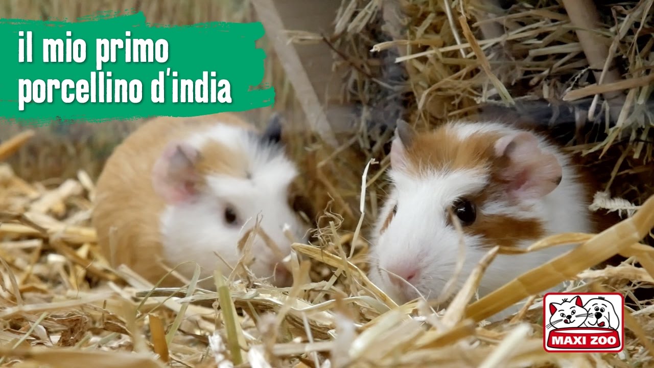 TUTORIAL: il mio primo porcellino d'india | Maxi Zoo