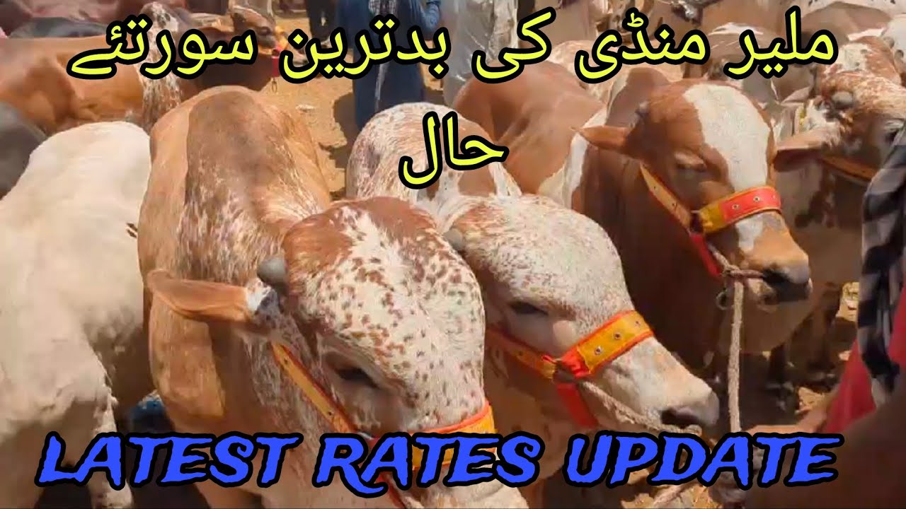 Malir Mandi latest rates update#malirmandi2025#trending#viralvideo #cow#qurbani#siddiquecattlemarket