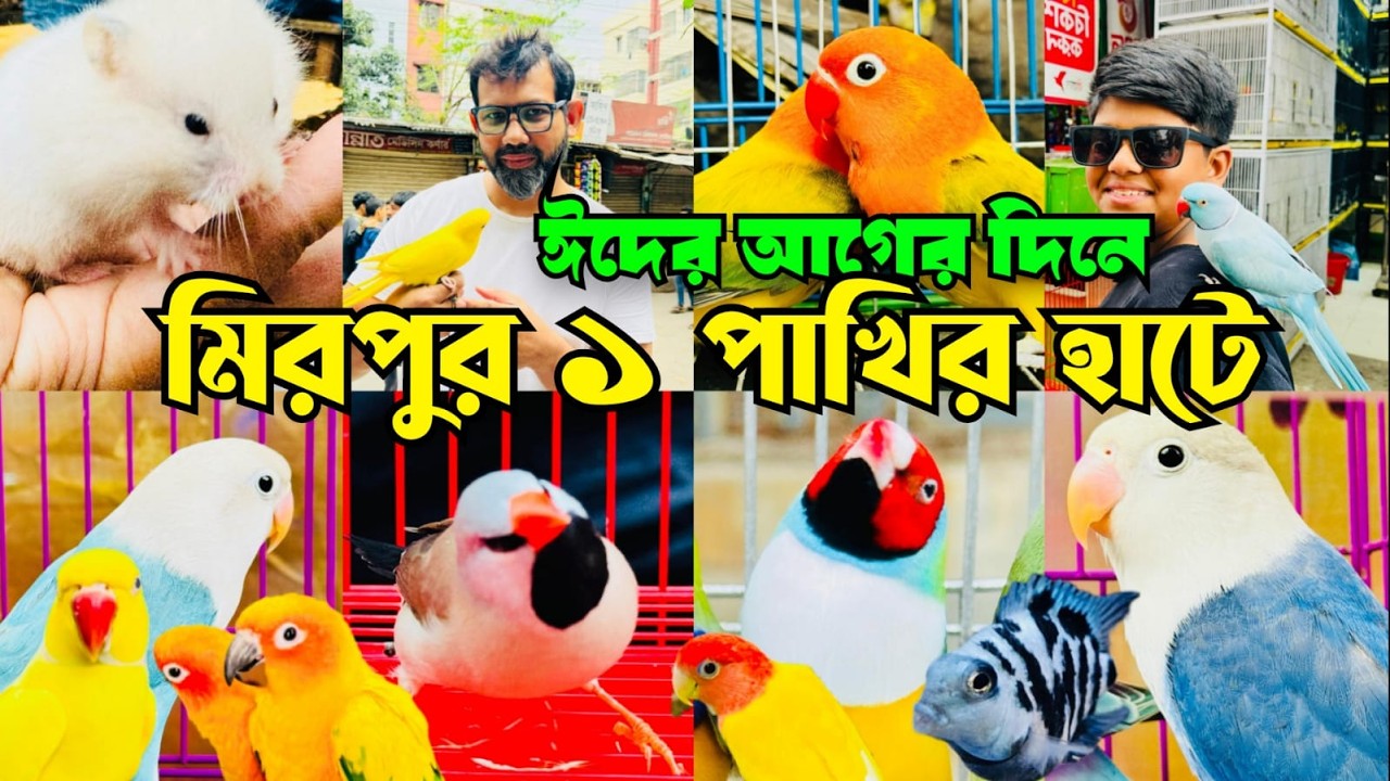 ঈদের আগের দিনে মিরপুর ১ পাখির হাট বৃস্টিতে পন্ড | Mirpur 1 Pakhir Hat | Fish Market  #viral