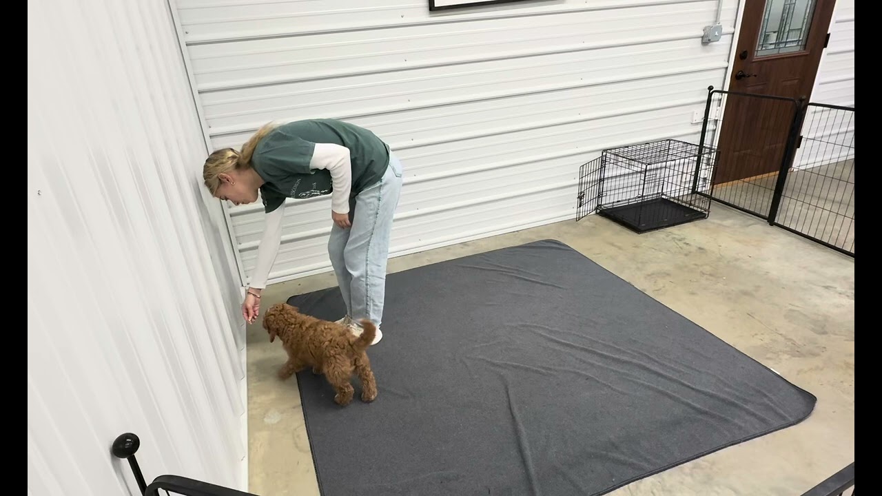 Cooper - Transitional Training Showcase Video 
