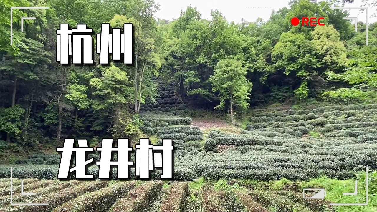 杭州最有名的龙井茶到底怎么样？大海今天来到龙井村，当地人竟这样评价【大海去旅行】