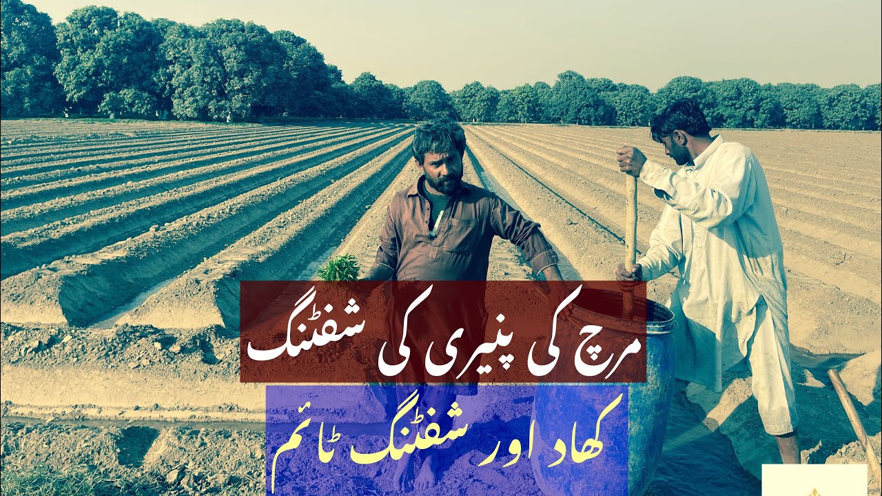 Chilli Farming Techniques and how we can shift Chilli Nursery after 10 February to get maximum yield